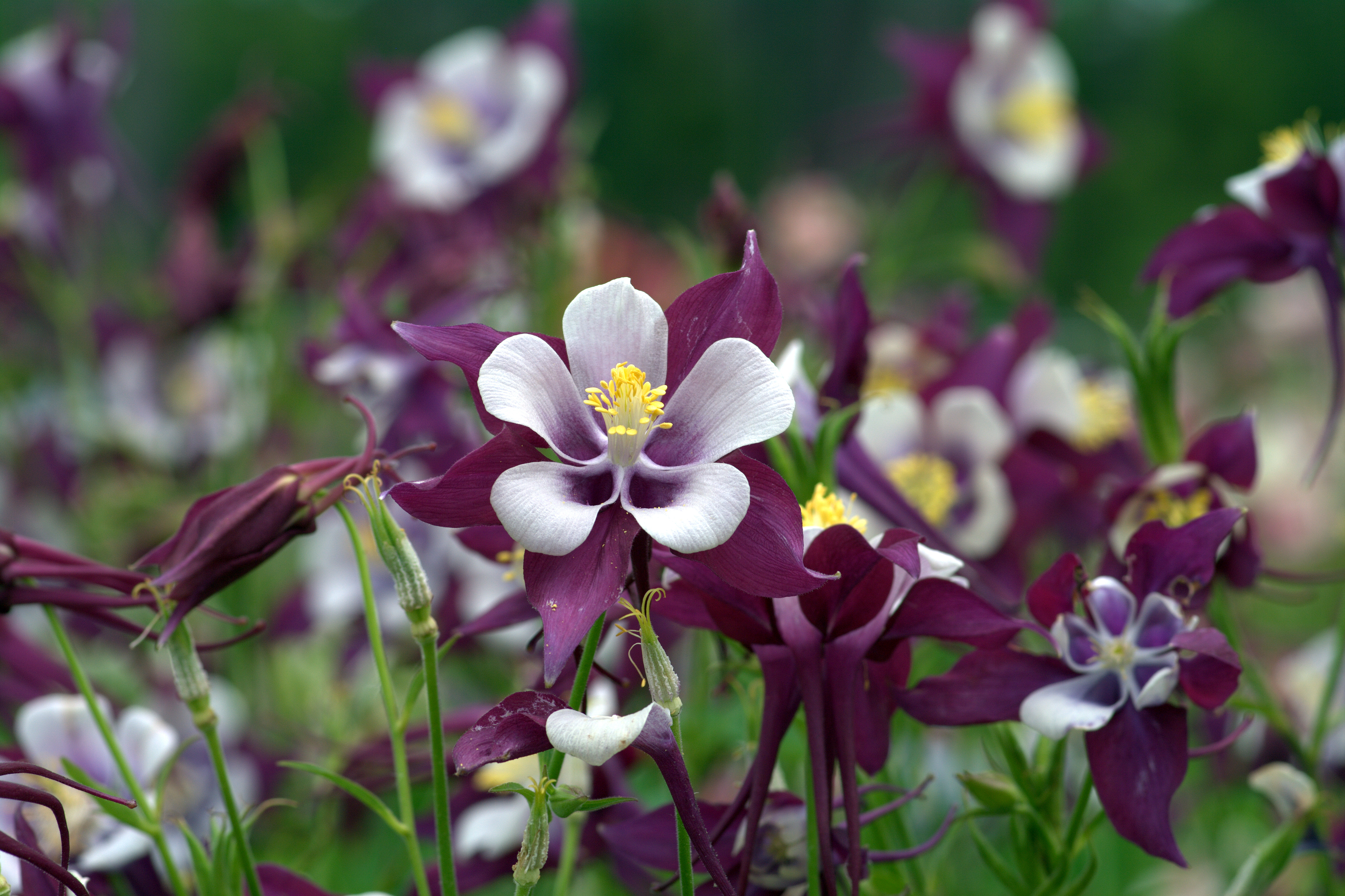 Swan Columbine – Louisiana Super Plant Fall 2011